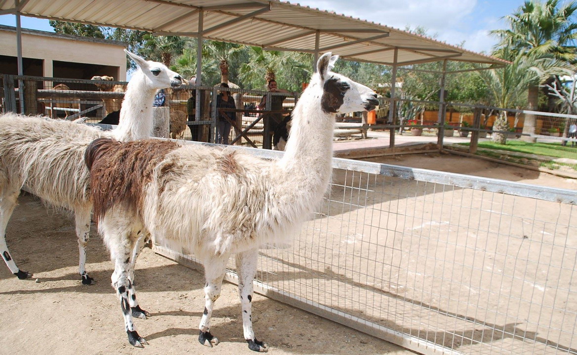  Park kamila Mazotos Kipar 